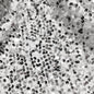 YYCRAFT Velvet Sequins Stretch Fabric